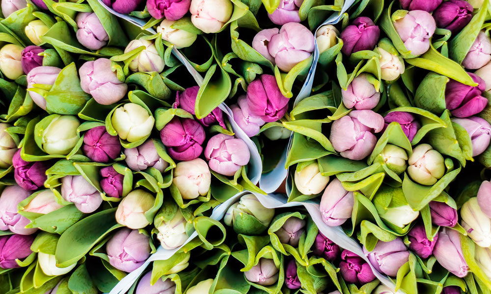 facts about tulips