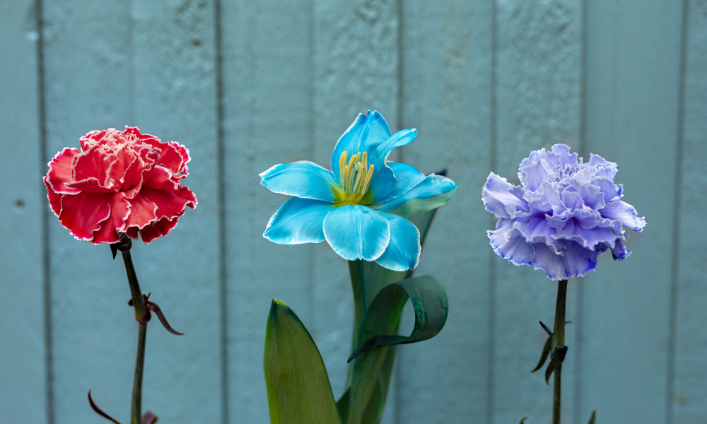 Autumnal Magic, Flowers, and Folklore